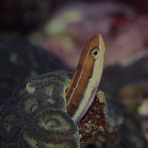 Plagiotremus rhinorhijnchos (Bleeker, 1852)