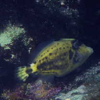 Cantherhines fronticinctus (Gunther, 1867)