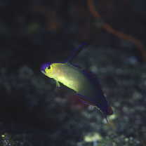 Nemateleotris decora Randall et Allen, 1973