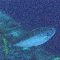 Naso minor Smith, 1966