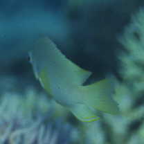 Pomacentrus amboinensis Bleeker, 1868