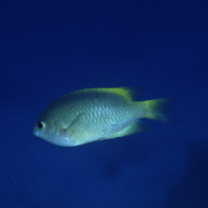 Pomacentrus lepidogenys Fowler et Bean, 1928