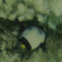 Chaetodon trifascialis Quoy et Gaimard, 1825