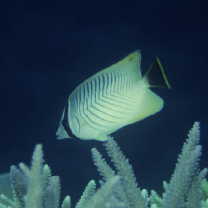 Chaetodon trifascialis Quoy et Gaimard, 1825