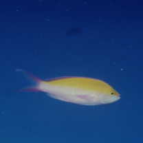 Pseudanthias bicolor (Randall, 1979)