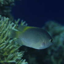 Pomacentrus lepidogenys Fowler et Bean, 1928