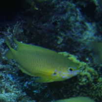 Pomacentrus amboinensis Bleeker, 1868