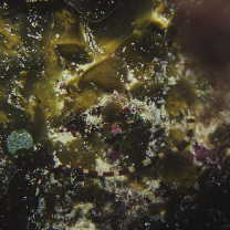 Corythoichthys amplexus Dawson et Randall, 1975