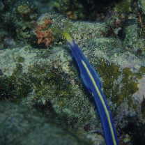 Rhinomuraena quaesita Garman, 1888