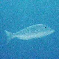 Lethrinus nebulosus (Forsskal, 1775)