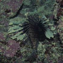 Pterois volitans (Linnaeus, 1758)