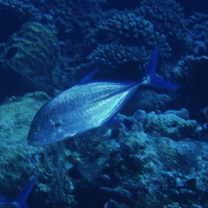 Caranx melampygus Cuvier, 1833