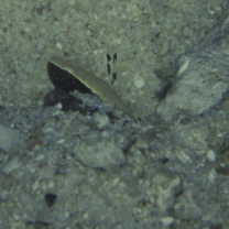 Lotilia klausewitzi Shibukawa, Suzuki et Senou, 2012