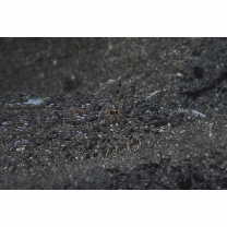 Asterorhombus intermedius (Bleeker, 1865)