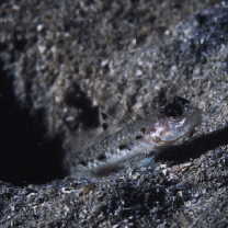 Vanderhorstia sp. 4 of Suzuki in Senou, ed. (2004)