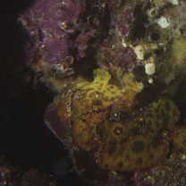 Antennatus nummifer (Cuvier, 1817)