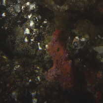 Antennatus nummifer (Cuvier, 1817)