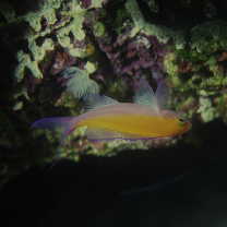 Pseudanthias bicolor (Randall, 1979)