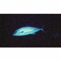 Seriola rivoliana Valenciennes, 1833