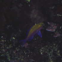 Pseudanthias bicolor (Randall, 1979)