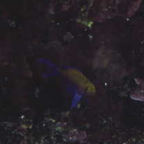 Pseudanthias bicolor (Randall, 1979)
