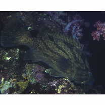 Epinephelus morrhua (Valenciennes, 1833)