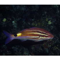 Parupeneus spilurus (Bleeker, 1854)