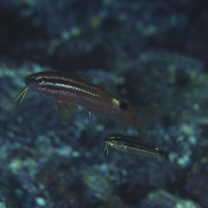 Parupeneus spilurus (Bleeker, 1854)