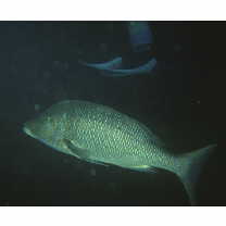 Lethrinus nebulosus (Forsskal, 1775)