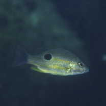 Lutjanus russellii (Bleeker, 1849)