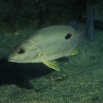 Lutjanus monostigma (Cuvier, 1828)