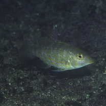 Lethrinus genivittatus Valenciennes, 1830