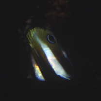 Coradion altivelis McCulloch, 1916