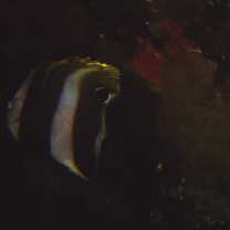 Coradion altivelis McCulloch, 1916