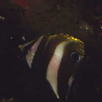 Coradion altivelis McCulloch, 1916