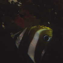 Coradion altivelis McCulloch, 1916