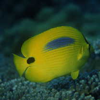 Chaetodon plebeius Cuvier, 1831