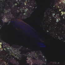 Centropyge interrupta (Tanaka, 1918)