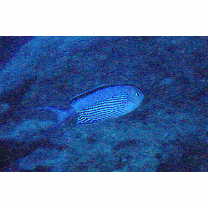 Genicanthus watanabei (Yasuda et Tominaga, 1970)