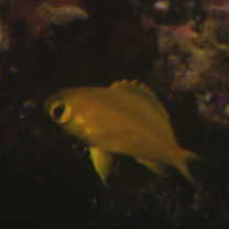 Chromis albicauda Allen et Erdmann, 2009
