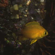 Chromis albicauda Allen et Erdmann, 2009