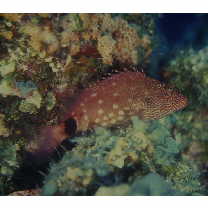 Cirrhitops hubbardi (Schultz, 1943)