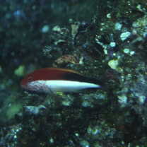 Paracirrhites forsteri (Schneider, 1801)