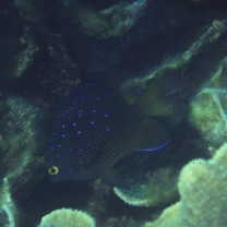 Plectroglyphidodon lacrymatus (Quoy et Gaimard, 1825)