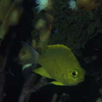 Chromis albicauda Allen et Erdmann, 2009