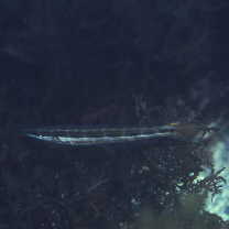 Cheilio inermis (Forsskal, 1775)