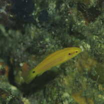 Bodianus bimaculatus Allen, 1973