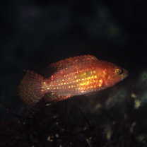 Oxycheilinus bimaculatus (Valenciennes, 1840)