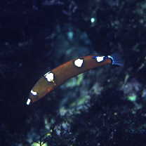 Coris gaimard (Quoy et Gaimard, 1824)