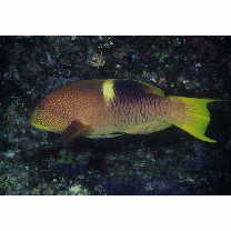 Bodianus perditio (Quoy et Gaimard, 1834)